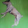 Jack Russell
